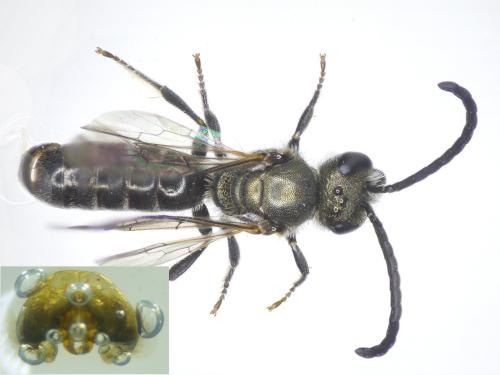 Lasioglossum morio